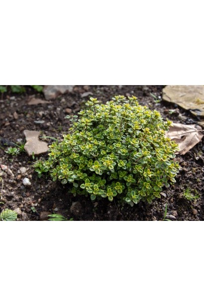 Чебрець лимонний Варієгата фото